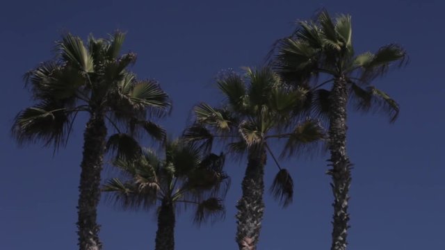 Palm trees with blue sky.