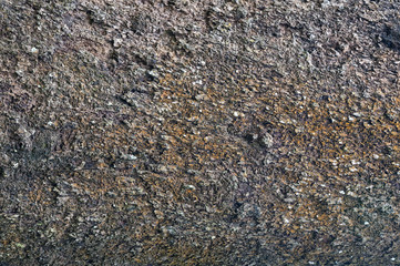 Texture of bark in the natural park,tree texture abstract for background