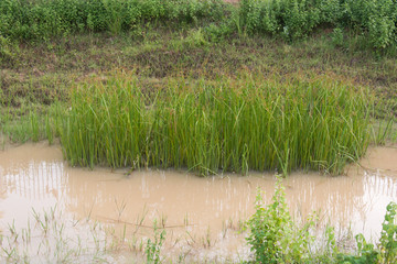 Cyperaceae, a papyrus dense in water tropics
