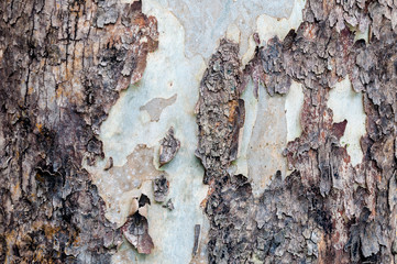 Texture of bark in the natural park,tree texture abstract for background