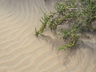Sand patterns in dunes of Maspalomas Gran Canaria