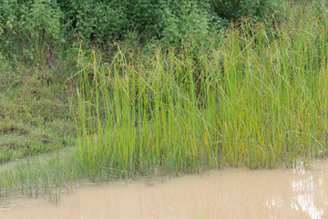 Cyperaceae, a papyrus dense in water tropics