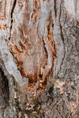 Old rough wood texture. Wooden . background. Tree . . Crack . . . Exotic . Nature .