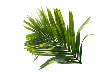 Green leaf of palm tree isolated on white background