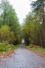 The asphalt forest road in rainy autumn day