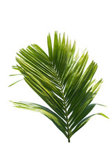Green leaf of palm tree isolated on white background