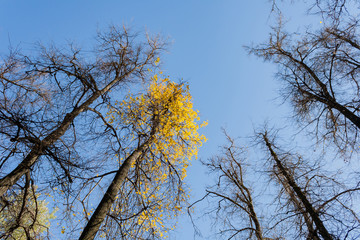 Crowns trees against the background of the blue sky in sunny autumn day