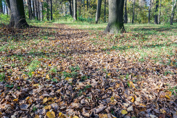 Landscape in the city park in sunny autumn day