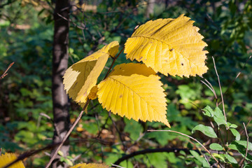 Autumn landscape in the city park leaves of trees close up