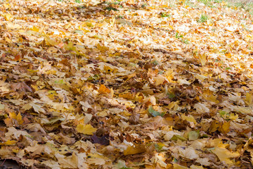 Autumn landscape in the city park leaves of trees close up
