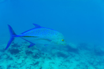 Blue fin trevally (Caranx melampygus) in ocean water, Maldives