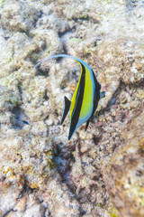 Fototapeta na wymiar Moorish idol fish in shallow water, Maldives