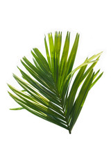 Green leaf of palm tree isolated on white background