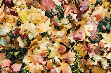 Intense, warm sunrays illuminate the dry, gold beech leaves covering the forest ground
