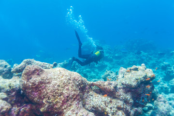 A diver swims above the ocean floor with a reef, Maldives