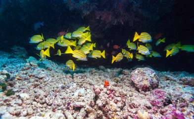 Fototapeta na wymiar School of Yellow Fishes, Maldives