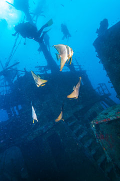 School of batfish near a sunken ship in the Maldives