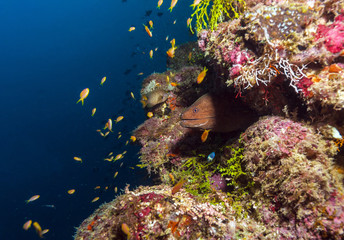 Fototapeta na wymiar Giant moray (Gymnothorax javanicus), Maldives