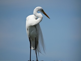 Egret