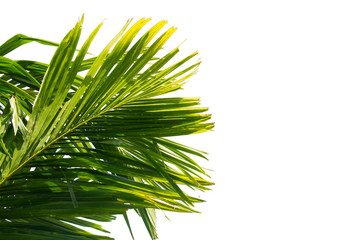 Green leaf of palm tree isolated on white background