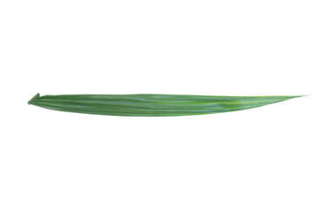 Obraz na płótnie Canvas Green leaf of palm tree isolated on white background