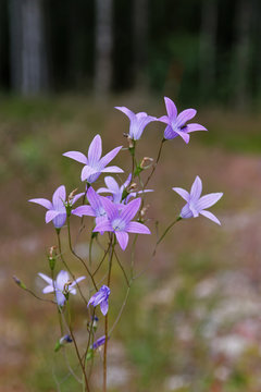 Fototapeta Violet bluebell flowers, grass and trees in the background