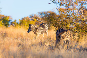 Fototapeta na wymiar Herd of Zebras in the bush. Wildlife Safari in the Kruger National Park, major travel destination in South Africa. Sunset light.