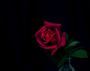 Rosa roja sobre fondo negro