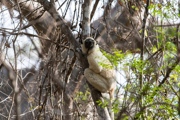 Verreaux's Sifaka