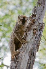 Brown Lemur in Madagascar