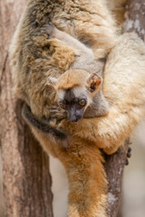 Brown Lemur in Madagascar
