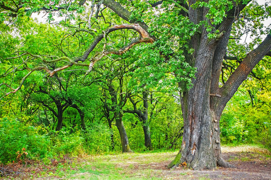 large old oak tree in the forest, nature background