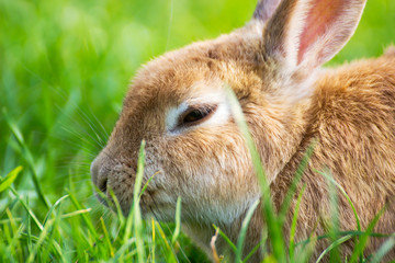 Rabbit, Rabbit on the lawn Rabbit on the green grass / Cottontail bunny rabbit eating grass in the garden / Pet on the green grass /  Home garden