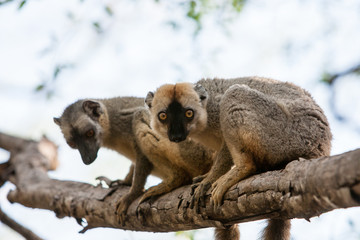 Brown Lemur in Madagascar