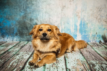 süßer Hund artet auf seine Familie