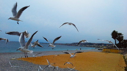 Seagulls in flight hovering over the sea. Coast of Nice, Cote d'Azur, France