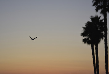 Seagull and Palm trees