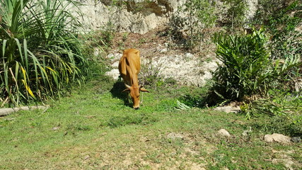 Beautiful unique landscape and streetlife of Vietnam
