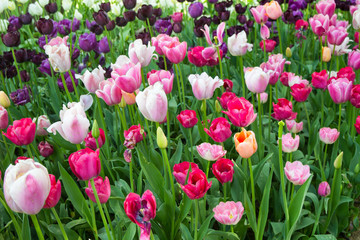 colorful tulips with sunshine bouquet background. Tulip. Beautiful bouquet of tulips. colorful tulips. tulips in spring,colourful tulip. tulip summer time inside garden. 