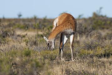 Guanacos, Lama Guanicoe, Peninsula Valdes, Chubut,Patagonia ,Argentina