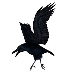 Black crow flying - 3D render