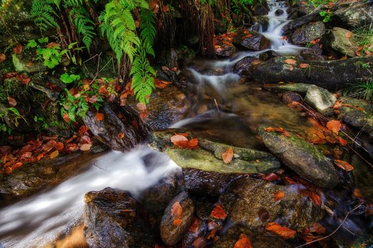 Autumn creek with stones