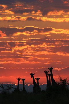 Giraffe - African Wildlife Background - Sunset Silhouettes of Color and Beauty