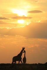 Fototapeta premium Giraffe Silhouette - African Wildlife Background - Magical Colors in Nature