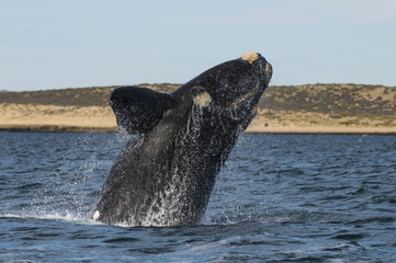 Obraz premium Right whale, Eubalaena Australis