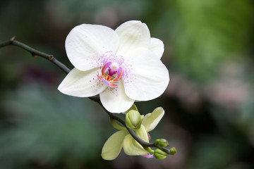 Fototapeta na wymiar orchid,Thai orchid