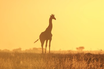 Giraffe Silhouette - African Wildlife Background - Lonely, but not Alone