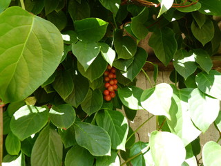 Branch of chinese magnolia vine berries