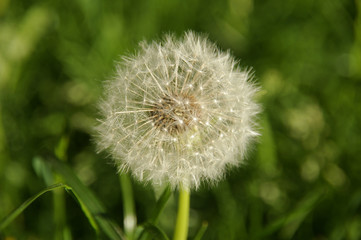 Pusteblume