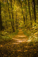 Golden autumn in the forest.